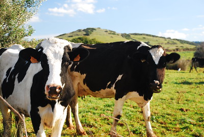 Menorca cows