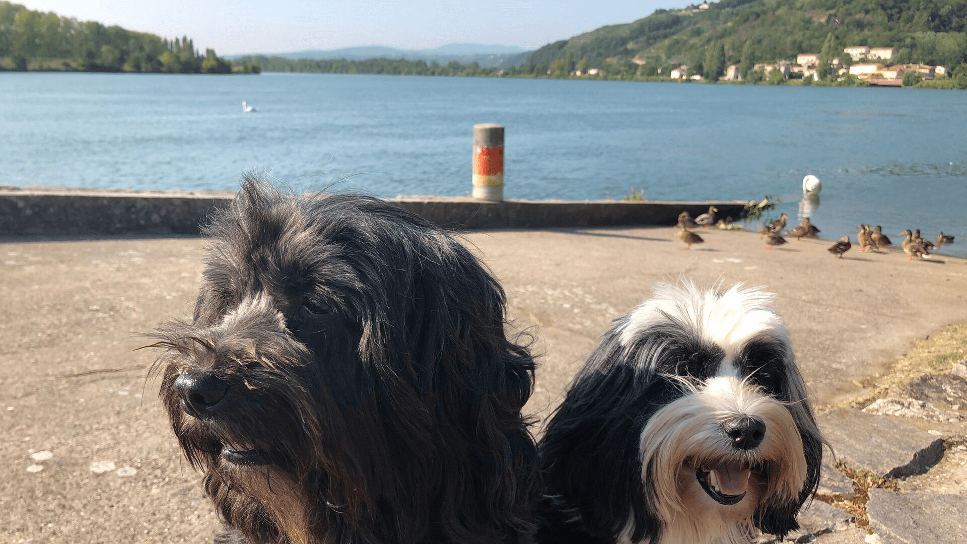 The dogs on their morning walk in France